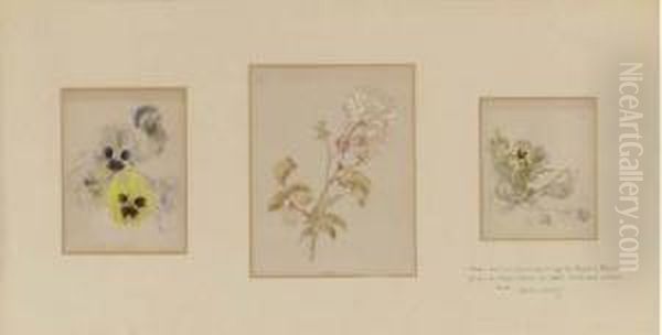 Three Flower Studies Of Roses And Pansies Oil Painting by Helen Beatrix Potter