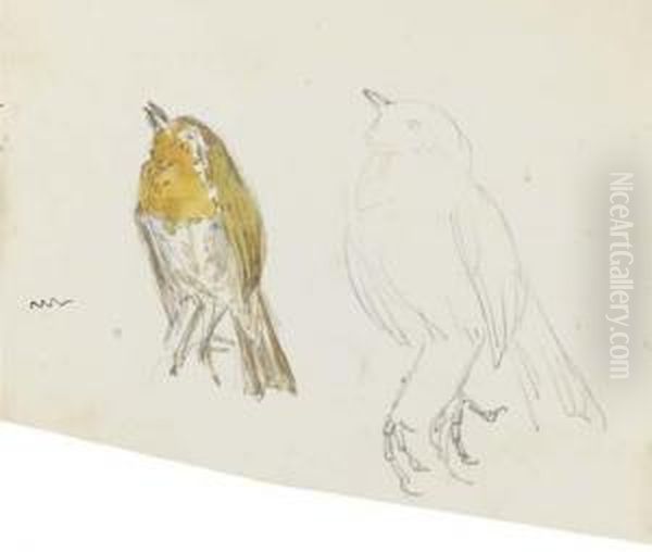 Studies Of The Robin In The Tale Of Peter Rabbit Oil Painting by Helen Beatrix Potter