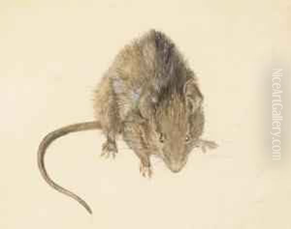 A Study Of A House Mouse Oil Painting by Helen Beatrix Potter