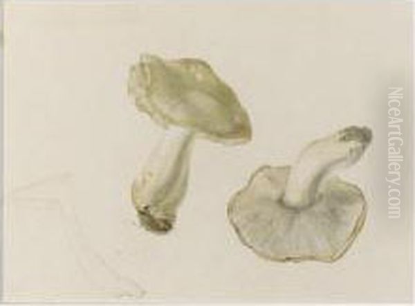 Study Of Funghi Oil Painting by Helen Beatrix Potter