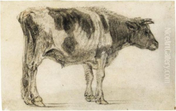 B) Study Of A Grazing Bull, Seen From Behind Oil Painting by Paulus Potter