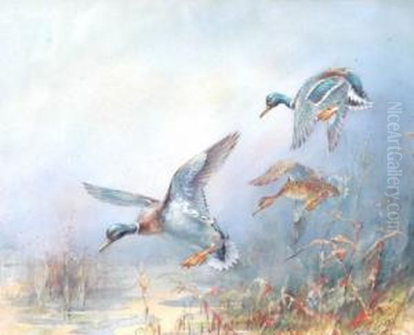 Mallard Landing. Signed. Watercolour. 8.5 X 11ins Oil Painting by William E. Powell