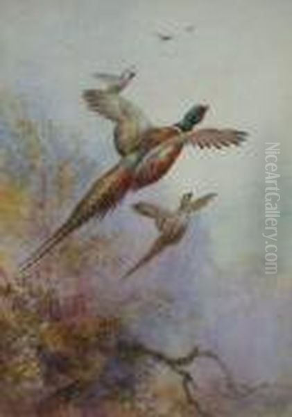 Pheasant In Flight Oil Painting by William E. Powell