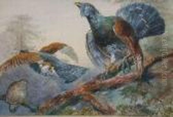 Capercaillie In Tree-tops Oil Painting by William E. Powell