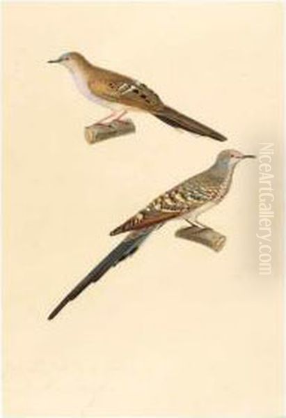 [turtle Doves]. French, 1824, 
Visible Area 355 X 240mm., Original Watercolour Drawing, Signed And 
Dated Within The Image, Mounted Oil Painting by Jean Gabriel Pretre