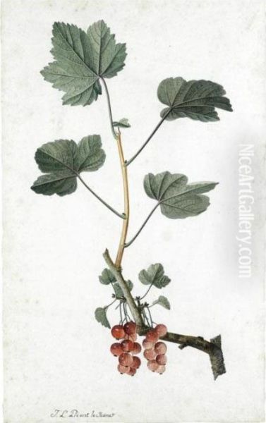 Study Of Redcurrants On A Branch Oil Painting by Jean Louis, Le Jeune Prevost