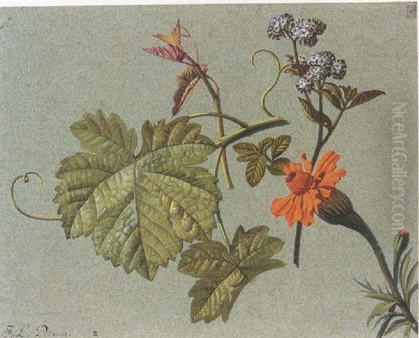 Studies Of Flowers And Vineleaves Oil Painting by Jean Louis, Le Jeune Prevost