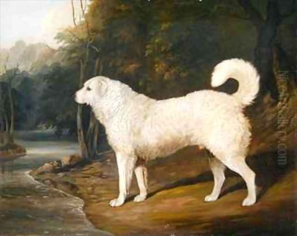 Portrait of a Dog Ross Oil Painting by David of York Dalby