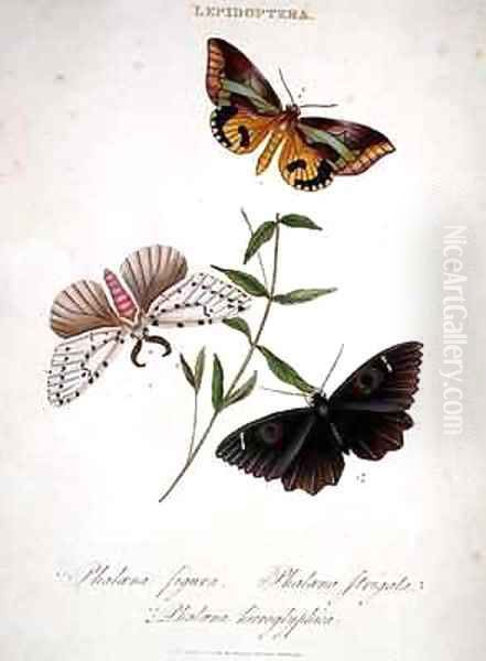 Butterflies Phalaena Figura Phalaena Strigata and Phalaena Hieroglyphica Oil Painting by Edward Donovan