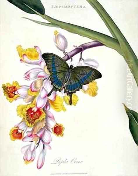 Butterfly Papilo Crino Oil Painting by Edward Donovan