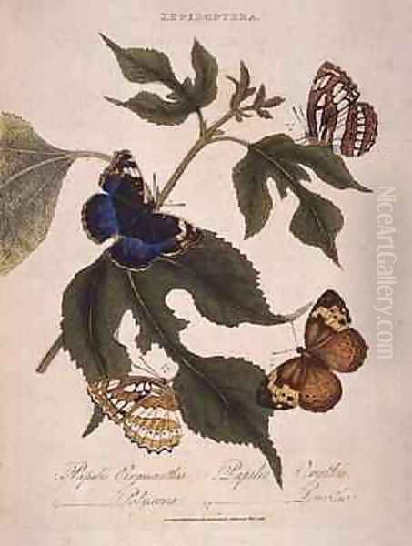 Butterflies Papilio Erymanthis Papilio Orythia Papilio Polyxena Papilio Leucothoe Oil Painting by Edward Donovan