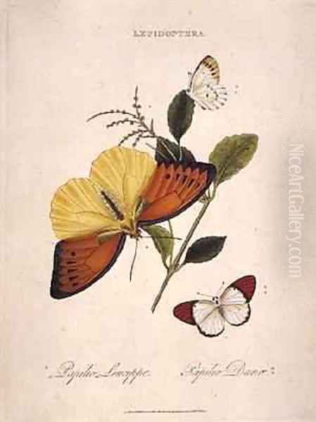 Butterflies Papilio Leucippe Papilio Danae Oil Painting by Edward Donovan