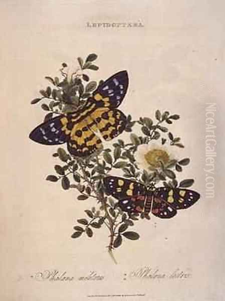 Butterflies Phalaena Militaris Phalaena Lectrix Oil Painting by Edward Donovan