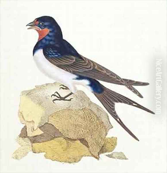 Swallow from The History of British Birds Oil Painting by Edward Donovan