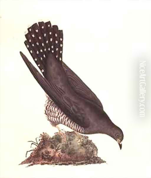 Cuckoo from The History of British Birds Oil Painting by Edward Donovan