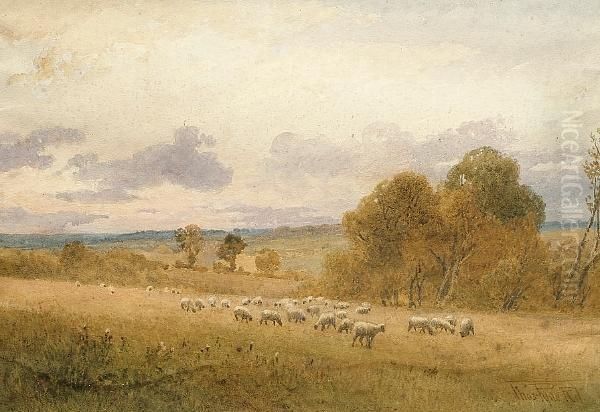 A Country Landscape With Sheep, Near Colchester Oil Painting by Thomas Pyne