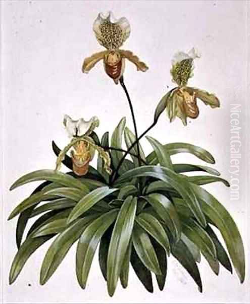 PD 412 1973 Lady Slipper Orchid from Nepal Paphiopedilum insigne Oil Painting by Cornelius B. Durham