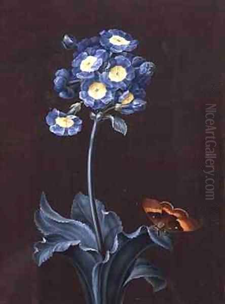 Primula Auricula with Moth Oil Painting by Margaretha Barbara Dietzsch