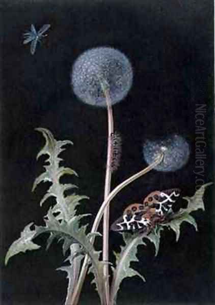 Dandelion Taraxacum officinale with Insects Oil Painting by Margaretha Barbara Dietzsch