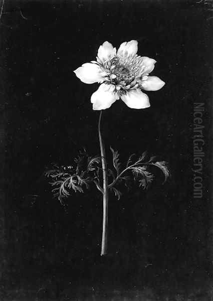 Clematis with a bee Oil Painting by Margaretha Barbara Dietzsch