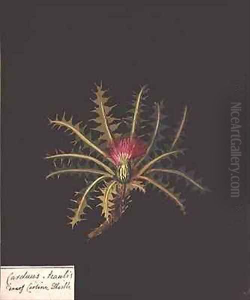 Dwarf carline thistle Carduus acaulis Oil Painting by Mary Granville Delany