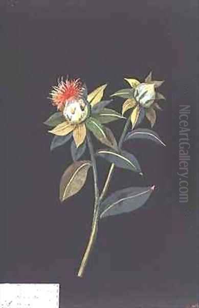 Scarlet Saff flower Carthamus tinctorius Oil Painting by Mary Granville Delany