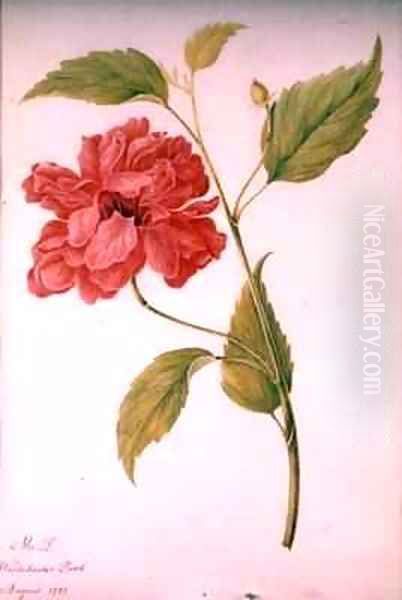 Peony Style Flower Oil Painting by Mary Granville Delany