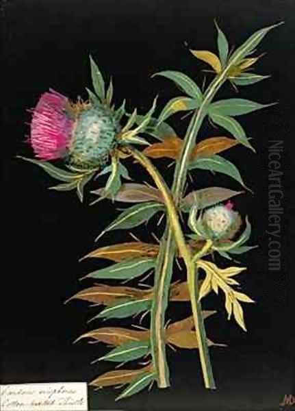 Cotton headed thistle Carduus eriophorus Oil Painting by Mary Granville Delany