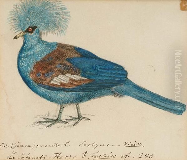 Blue Crowned Pigeon (goura 
Cristata, New Guinea); Large Himalayan Greenbilled Malkoha (rhapodytes 
Tristis, Asia); A. Coua (madagasca); Pied Puffbird (notharchus Tectus, 
South America); Chestnut-throated Seedeater (sporophila Telasco); 
Swallow Wing Oil Painting by Heinrich Gotlieb L. Reichenbach