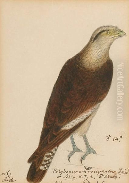 Solitary Eagle; Verreaux's Eagle
 (africa); Rufous-bellied Hawk-eagle (lophotriorchis, Kienern, Asia); 
Martial Eagle; Verreaux's Eagle (aquila Vereauxi); Mountain Caracara 
(phalcoboenus Megalopterus, South America); Black Eared Kite (milvus 
Lincatu Oil Painting by Heinrich Gotlieb L. Reichenbach