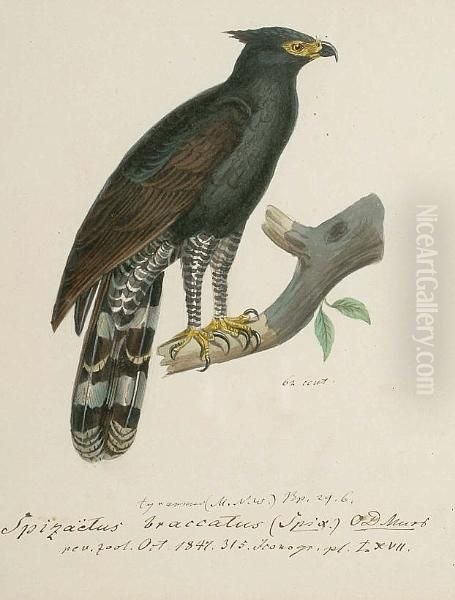 Black Eagle Hawk; Crested 
Serpent Eagle (spilornis Cheela); Changeable Hawk Eagle (spitaetus 
Limmaeetus); Steller's Sea Eagle, China, Korea; Steppe Eagle (aquila 
Nipalenis); Bat Hawk (machaerhamphus Alcinus); Hawk Eagle Java (nisaetus
 Cirrhatus);  Oil Painting by Heinrich Gotlieb L. Reichenbach