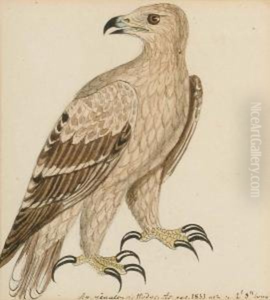 Crested Serpent Eagle; Booted 
Hawk-eagle (hietaaetus Pennatus); Bonelli's Or Slender Hawk Eagle; 
Yellow Grosbeak (pheucticus Chrysopeplus, South America); A Hawk Oil Painting by Heinrich Gotlieb L. Reichenbach