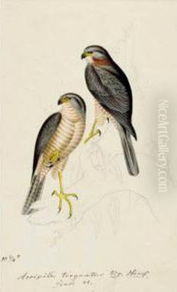 An Album Of Original Pencil And Watercolour Drawings Of Birds Of
 Prey. 
German, Mid-nineteenth Century Oil Painting by Heinrich Gotlieb L. Reichenbach