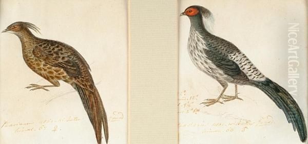 Asian Gamebirds by Heinrich Gotlieb L. Reichenbach