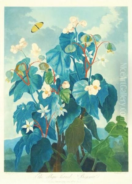 The Oblique-leaved Begonia Oil Painting by Philip Reinagle