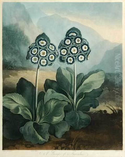 Depicting 2 Flowers Oil Painting by Philip Reinagle