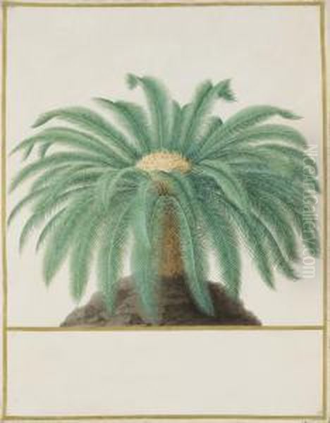 Study Of A Palm Tree Oil Painting by Nicolas Robert