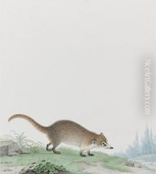 A Coati Mundi Oil Painting by Nicolas Robert