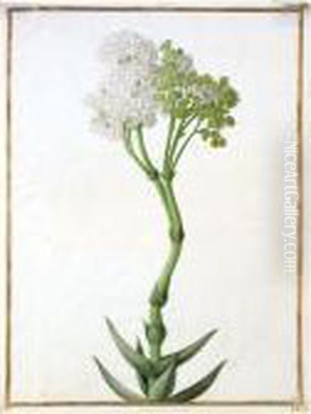 A Crassula Oil Painting by Nicolas Robert