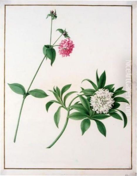 Two Species Of Peony Oil Painting by Nicolas Robert