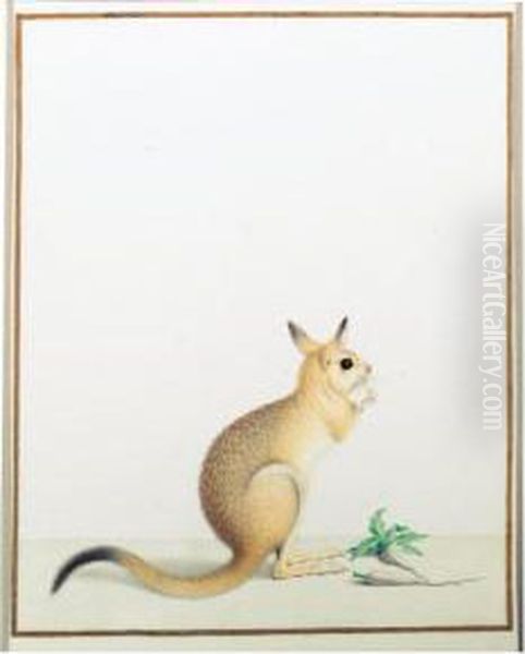 A Rat Kangaroo Oil Painting by Nicolas Robert