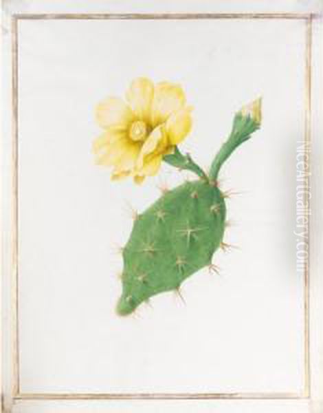 An Echinopsis Oil Painting by Nicolas Robert