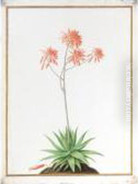 An Aloe Oil Painting by Nicolas Robert