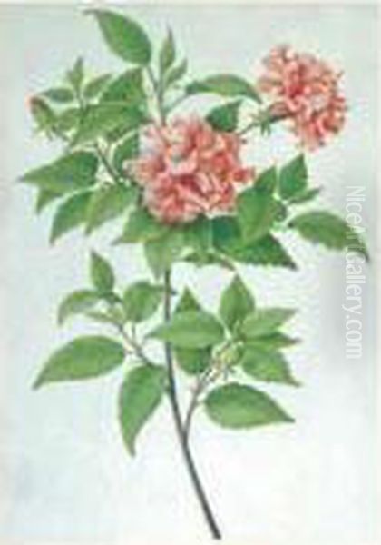 Branche De Fleurs Oil Painting by Nicolas Robert