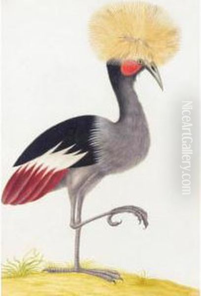 A Crowned Crane Oil Painting by Nicolas Robert