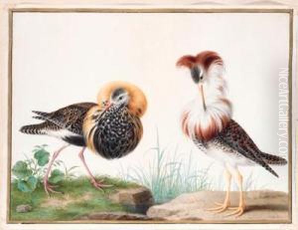 Deux Chevaliers Combattants - Two Male Ruffs - Philomachus Pugnax Oil Painting by Nicolas Robert