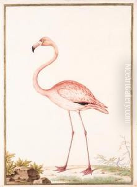 Flamant Rose - Flamingo - Phoenicopterus Ruber Oil Painting by Nicolas Robert