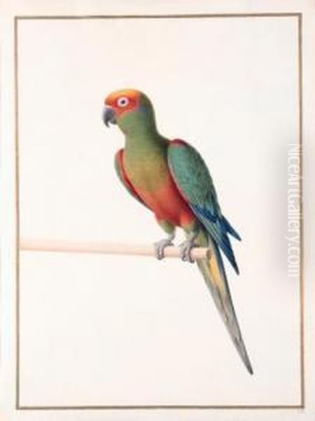 Conure A Tete D'or - 
Golden-capped Conure - Aratinga Auricapilla Aurifrons. Native To Brazil Oil Painting by Nicolas Robert