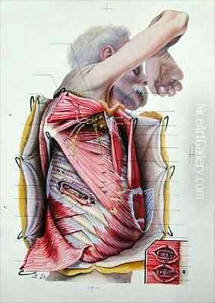 Dissection of the right lateral face of the thorax from a book on anatomy Oil Painting by S. Dupret