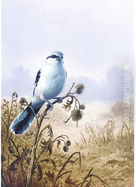 A great grey shrike Oil Painting by Carl Donner